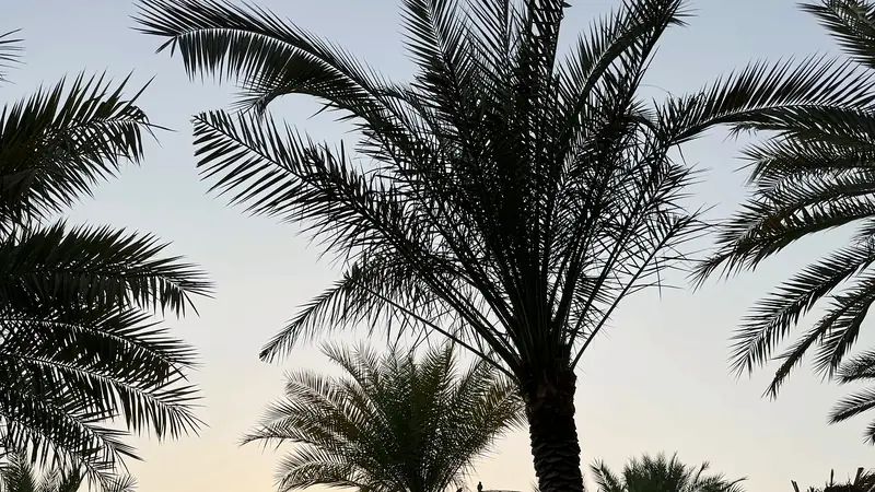 Palm trees silhouetted over a hotel pool at twilight